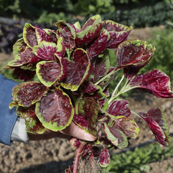 壽禾 紅莧菜種子紅漢菜野華中紅的花葉蔬菜種子全紅 壽禾大圓葉紅莧菜