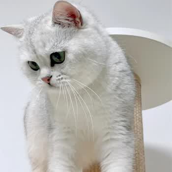 纯种宠物猫英短蓝白金渐层银渐层幼猫布偶猫家养小猫咪活体 英短银