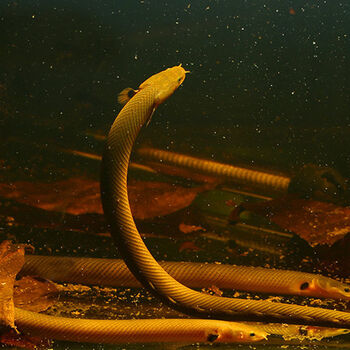 虎纹恐龙王底层草绳恐龙古代龙鱼白化黄金恐龙王大花恐龙王活体草绳