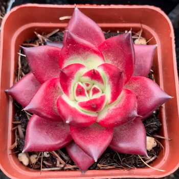 玉露樱水晶多肉植物室内小盆栽肉肉花卉绿植稀有品种精品雨露大颗罗卡 4 6厘米 不含盆 图片价格品牌报价 京东