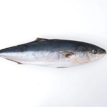 特大鲅鱼海鱼青甘鱼新鲜冷冻鲜水产深海大鱼整只鲜鱼黄金鲅22斤26斤一