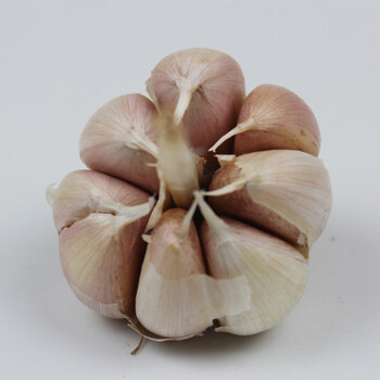 菜友菜友大蒜种子种籽红皮大蒜头蒜种蒜瓣蒜苗蒜薹菜种秋冬季四季蔬