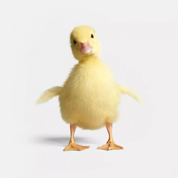 族萃小黄鸭子宠物活柯尔鸭宠物鸭活体活的真网红活物儿童长不大抖音