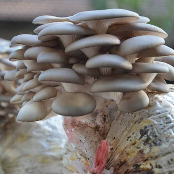 平菇【玉米芯专用菌种】 不含盆