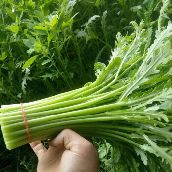 鳳鳴雅世 大葉小葉茼蒿種子春菊中葉茼蒿種籽光桿茼蒿皇帝菜蓬蒿菜