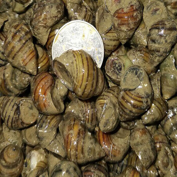 脆螺鲜活薄壳脆螺活体青鱼黑鲩鱼饵青鱼饵料颗粒鱼饵颗粒窝料螺蛳 25