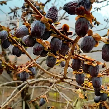 可钦太行山无核黑枣软枣君迁子小柿子非乌枣黑枣子无籽无熏黑免洗品质