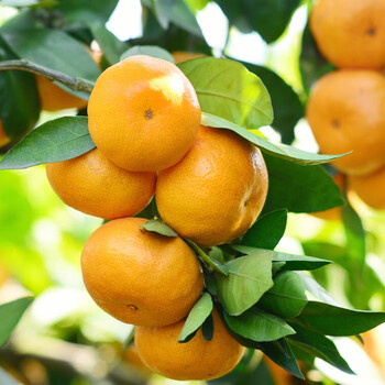 鑫佳叶湖南石门桔子新鲜水果蜜桔酸甜橘子3/5/9斤装 净重5斤装 单果55