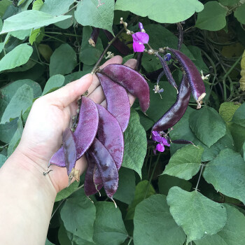 红边绿眉豆猪耳朵豆角扁豆紫眉豆种子菜园阳台春夏季秋季蔬菜种子红扁豆10克 图片价格品牌报价 京东