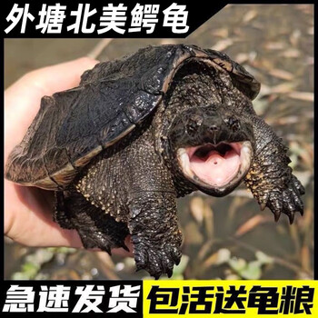 鲜其北美鳄龟活体鳄乌龟苗活物非纯佛佛鳄北美小龟鄂龟恶龟北美鳄龟56