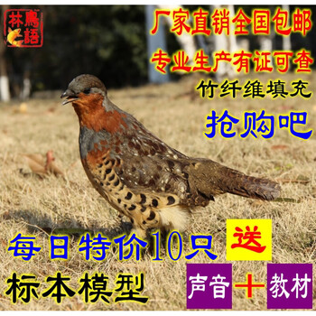 教学陈列室 公母竹鸡标本假媒 假寐无味野鸡竹鸡假媒标本 公竹鸡标本