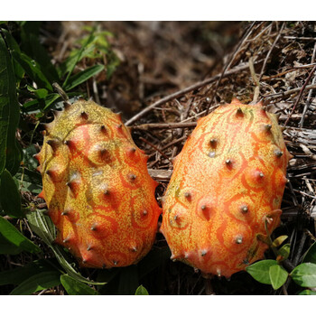 火参果 新鲜水果火参果4个爆炸果刺角瓜火生果水果火星果q4