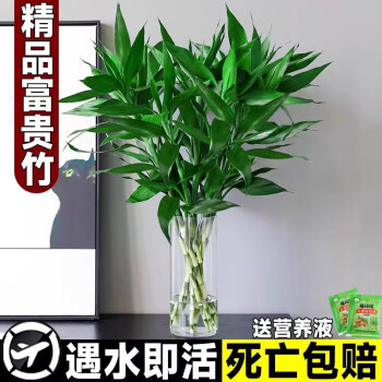 京悠雨德国品质富贵竹水培植物观音竹室内水养发财树带根客厅旺宅绿植花 【种植尝鲜装】富贵竹65-75厘米6棵 送营养液 裸根不带土