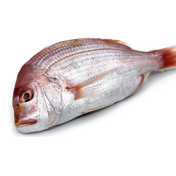 大菜园加吉鱼鲜活鲷鱼新鲜刺身冷冻深海海鱼红加吉4斤