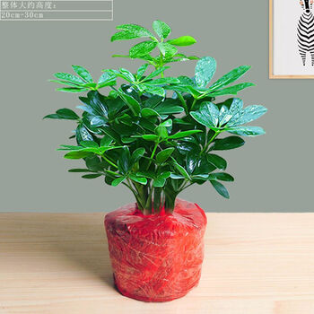 卉双七叶莲盆栽室内鸭脚木盆景客厅八方来财四季常青绿植老桩桌面植物