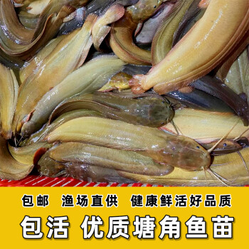 本地塘鯴魚苗淡水鬍子鯰魚苗塘角魚苗土塘鯴魚苗塘蝨魚活體漁場批發