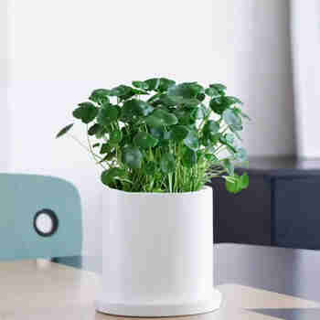 意轩铜钱草水培盆栽室内室外花卉金钱草绿植吸绿植花草植物 铜钱草+白瓷盆