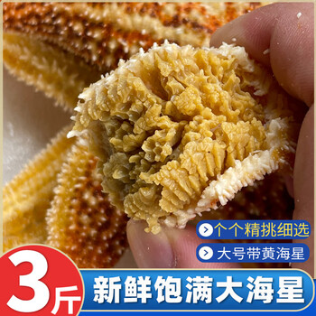 共雅新鲜海星鲜活速冻特大3斤野生满籽海捕生鲜食用熟冻大海星非活体