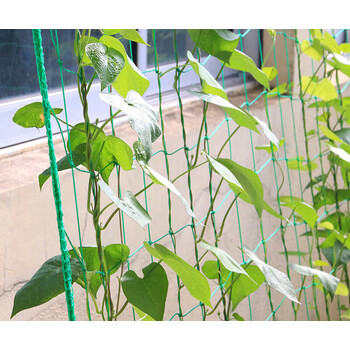 家用园艺网 黄瓜攀爬植物爬藤网尼龙园艺用品爬藤网 1.8*5加强版