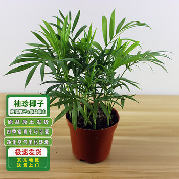 袖珍椰子室内盆栽桌面四季常青绿色植物花卉 袖珍椰子 原盆原土【行情