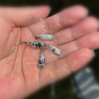 新品奶牛玛丽球花皮球胎生孔雀鱼直接生小鱼宠物鱼体中号新品奶牛球30