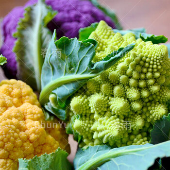 花菜种籽宝塔菜罗马花椰菜有机菜花西兰花苗四季春季农家蔬菜种子青梗松花菜苗5棵 图片价格品牌报价 京东