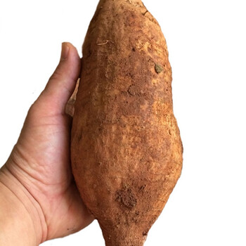 晨臻  新鲜葛根黄葛煲汤无渣生葛根水晶粉葛苗现挖