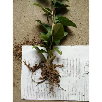 叶仙花苑 叶仙苗 老桩 枝条木麒麟 嫁接 蟹爪兰 砧木 一颗 25元独杆