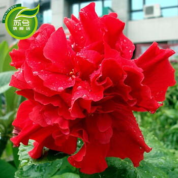 扶桑花四年苗盆栽花卉玫瑰花苗牡丹花苗皇后4年苗 图片价格品牌报价 京东