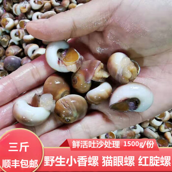 晨臻大连海鲜新鲜小香螺小白玉螺鲜活肚脐螺小猫眼螺红腚螺小黄香玉螺