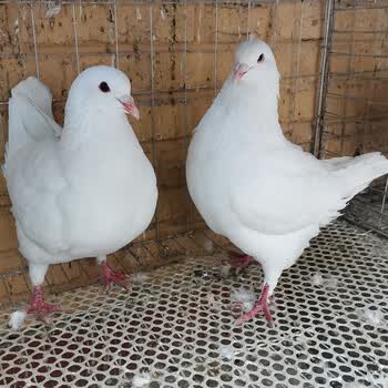 超大纯种活元宝鸽子一对特大雪花元宝鸽种鸽大体公斤青年观赏鸽肉