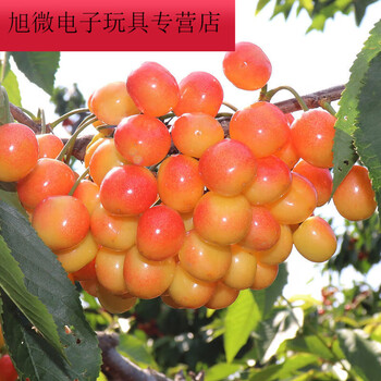 山东樱桃山东现摘露天黄水晶现货黄蜜雷尼车厘子3斤5斤3斤特大果