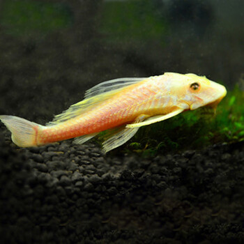 藻工具鱼活体吃垃圾鱼清洁鱼热带观赏鱼小型鱼群游2只黄金清道夫912cm