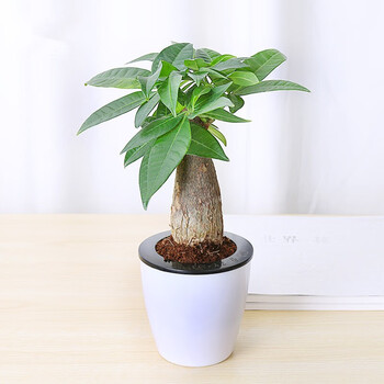 艺藤绿植盆栽发财树富贵竹栀子花绿萝吊兰文竹九里香绿植植物盆栽办公室桌面盆栽懒人花盆发财树 懒人盆 图片价格品牌报价 京东