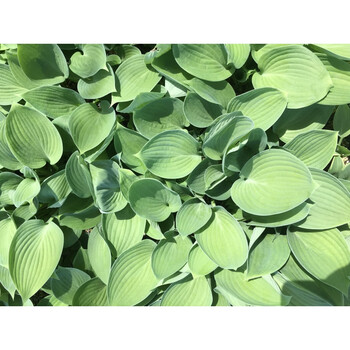 新品玉簪花苗观叶植物地栽玉簪花植物耐热耐荫花镜室内蓝天使迷你含盆