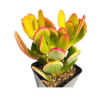 多肉植物盆栽多肉 多肉植物红边玉树玉树锦黄金玉树多肉黄金花月