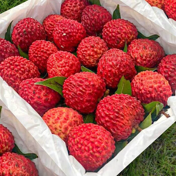 振亿沭荔枝王5斤礼盒超大新鲜海口火山热带水果当季孕妇水果去枝净果5