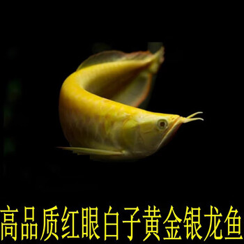 金龙鱼红龙鱼活体鱼配鱼中大型热带观赏鱼 24k黄化白子银龙33-35厘米