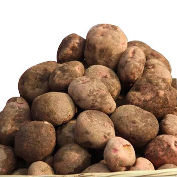 食芳溢东川开花洋芋云南黄心土豆粉面沙特产超小迷你土豆珍珠袖珍