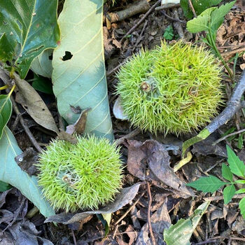 2022新上市带球嫩栗子白皮新鲜生板栗白壳毛栗子新货带刺毛球发货1斤