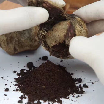 西藏麝香纯麝香高含量养殖麝香 麝香粉1克 纯正五年麝香 1克