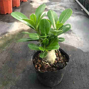 意轩沙漠玫瑰盆栽老桩开花好养室内阳台花卉绿植小盆景多肉植物 【1颗】沙漠玫瑰老桩高约15cm 不含盆