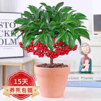 意轩富贵籽盆栽黄金万两植物带果红果客厅面好养懒人花卉绿植 富贵仔+红陶盆