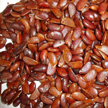 萌肉居 黑枣种子牛奶柿种子软枣种子君迁子种 1斤