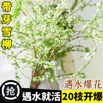 京悠雨德国品质重瓣雪柳干枝支鲜枝水养插花水培植物鲜花卉室内盆栽绿植 【限量特惠】雪柳鲜枝10支【高约50cm】送吊牌+