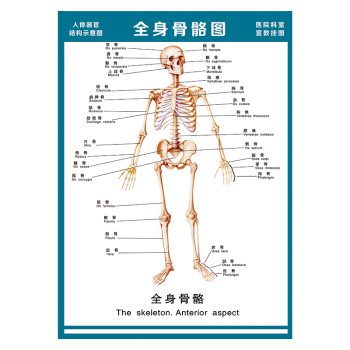 醫院科室宣教掛圖人體結構示意圖器官解剖圖全身骨骼圖宣傳畫牆貼畫