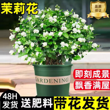 京悠雨德国品质茉莉花苗盆栽带花苞九里香老桩驱蚊水培栀子花卉绿植物室 【当年开花】茉莉花6年苗6棵(无盆)+肥料 含盆