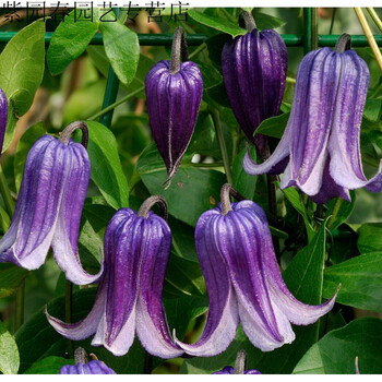 园艺铃铛铁线莲铃铛铁线莲耐热紫铃铛胭脂扣爬藤攀援阳台庭院花卉植物