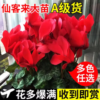 京悠雨德国品质仙客来盆栽带花特大号花苗带花苞兔子花2025新年年宵花卉 【带花带花苞特大苗】中国红A级货  1加仑盆