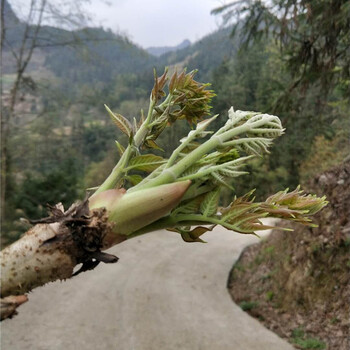 新鲜刺嫩芽贵州野生刺老芽500克